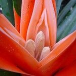 Freycinetia arborea Flower