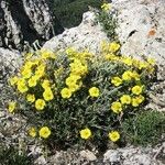 Helianthemum hirtum Habitus