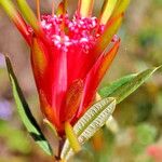 Lambertia