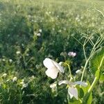 Lathyrus oleraceus Blad