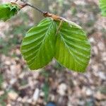 Fagus sylvaticaHostoa