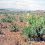 Yucca angustissima Staniste