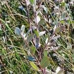 Salix repens Blatt