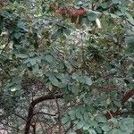 Cotoneaster coriaceus Habitat