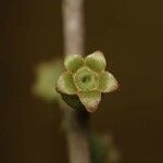 Bellucia mespiloides Fruit