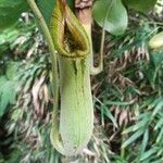 Nepenthes mirabilisYaprak