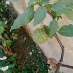 Datura wrightii Fruit