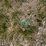 Plantago monosperma Blad