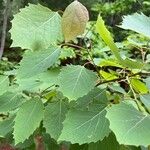 Populus grandidentata Folha