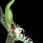 Catasetum barbatum Flower