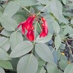 Erythrina crista-galli ফুল