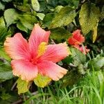 Hibiscus rosa-sinensis Bloem