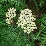 Achillea nobilis花