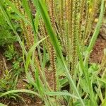 Plantago virginica Blatt