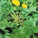 Sonchus pinnatifidus Vivejo