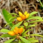 Daphne striata Frucht