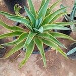 Agave demeesteriana Tervik taim