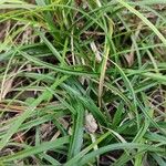 Carex digitata Φύλλο