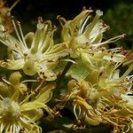 Tilia platyphyllos फूल