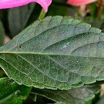 Salvia involucrata Folha