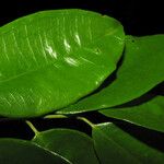 Myrcia amazonica Leaf