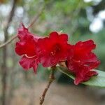 Rhododendron succothii Flower
