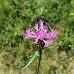 Centaurea jaceaBlüte