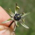 Allium cyrilli Floare