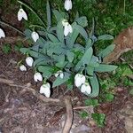 Galanthus elwesii Blüte