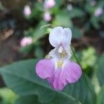 Impatiens balfourii Blomst