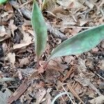 Erythronium albidum Blatt