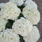 Hydrangea arborescensFloro