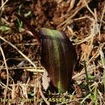 Biarum tenuifolium Natur