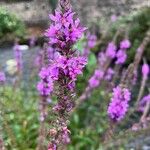 Lythrum virgatumFiore