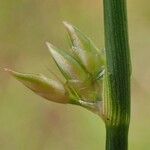 Juncus filiformis Rhisgl