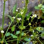 Alisma plantago-aquatica Alkat (teljes növény)