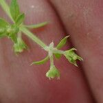 Galium asperifolium ᱮᱴᱟᱜ