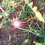 Centaurea asperaFlor