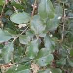 Garrya elliptica Leaf