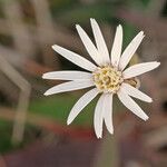 Chaptalia tomentosa फूल