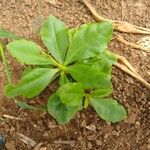 Talinum paniculatum Leaf