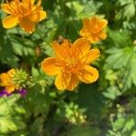 Trollius chinensis പുഷ്പം