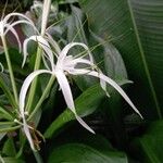 Hymenocallis tubiflora Fleur