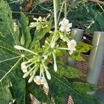 Carica papaya Flors