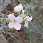 Gomphostigma virgatum Flower