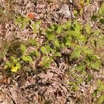 Aureolaria grandiflora आदत