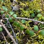 Gaultheria hispidula Blatt