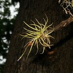 Tillandsia recurvata पत्ता