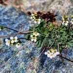 Draba dubia Hoja