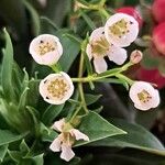 Chamelaucium uncinatum Flor